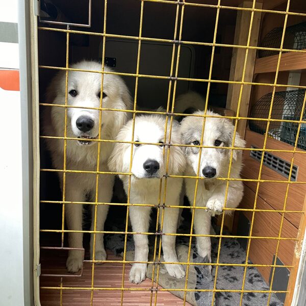 Papa - jedeme domů ...