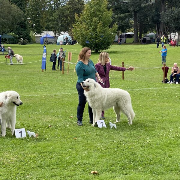 Třída šampionů - psy