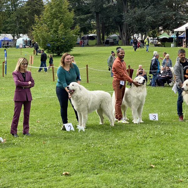 Třída šampionů - psy