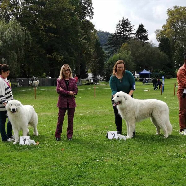 Třída šampionů - psy