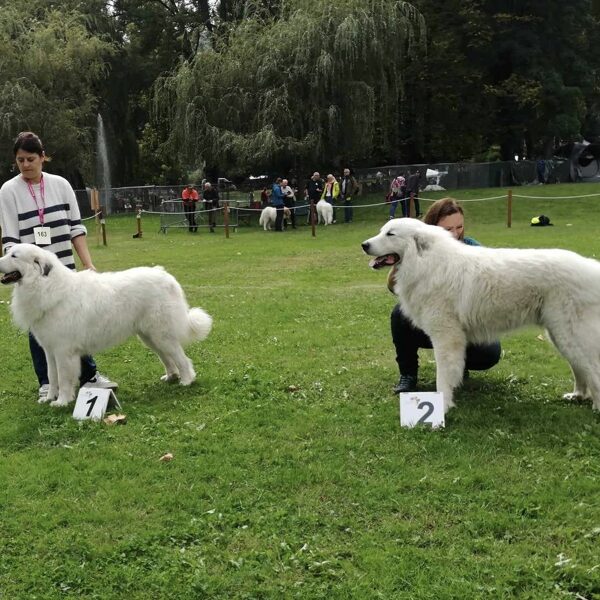 Třída šampionů - psy