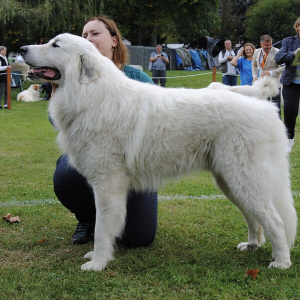 Míša při posuzování