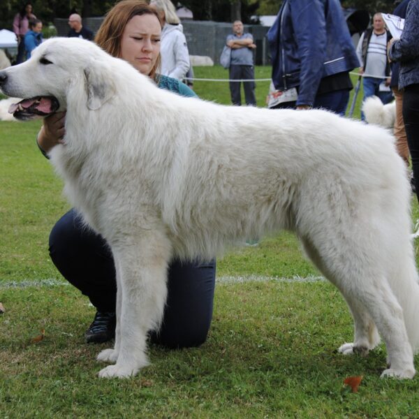 Míša při posuzování