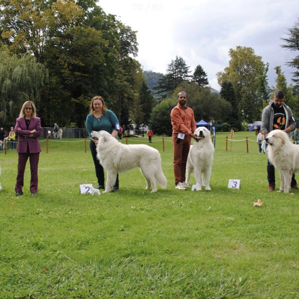 Třída šampionů - psy