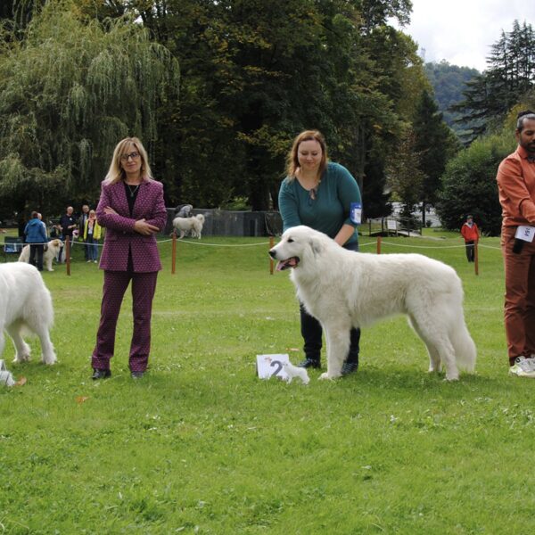 Třída šampionů - psy