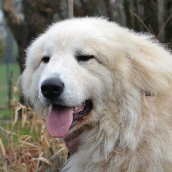 Hasia du Val de Montserrat