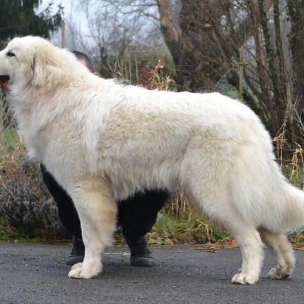 Hasia du Val de Montserrat