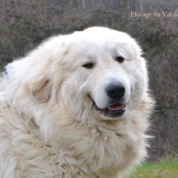 Invasor du Val du Montserrat