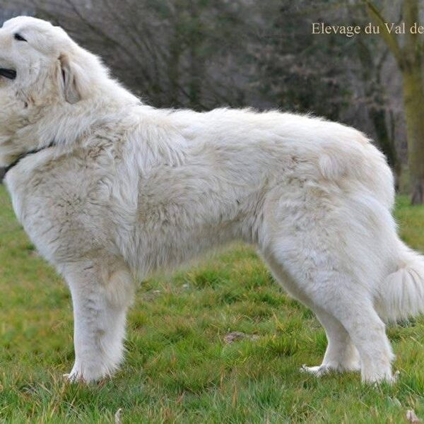 Invasor du Val du Montserrat