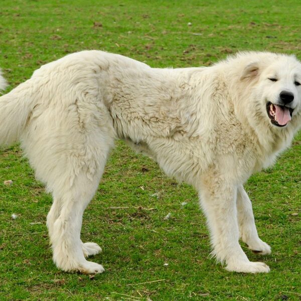 Chenespace One in a Million