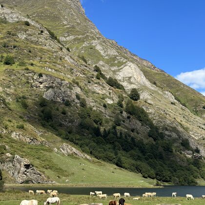 Lac d'Estaing a volně se pasoucí zvířata