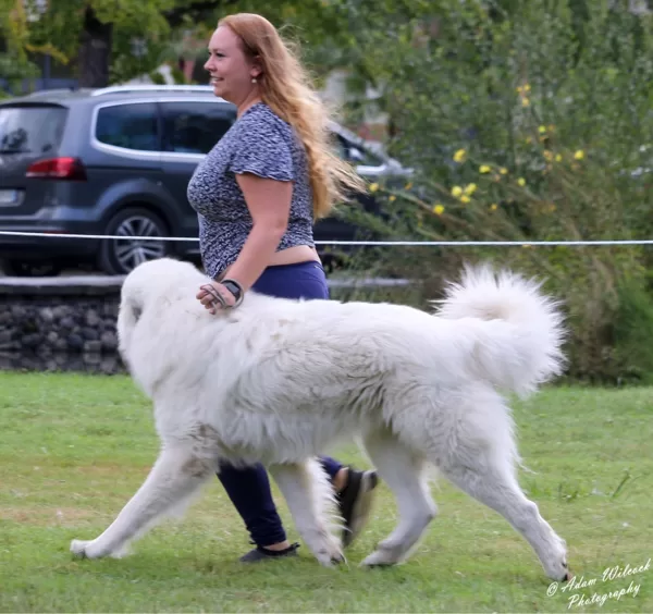 Míša v pohybu
