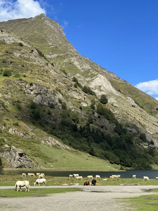 Lac d'Estaing a volně se pasoucí zvířata