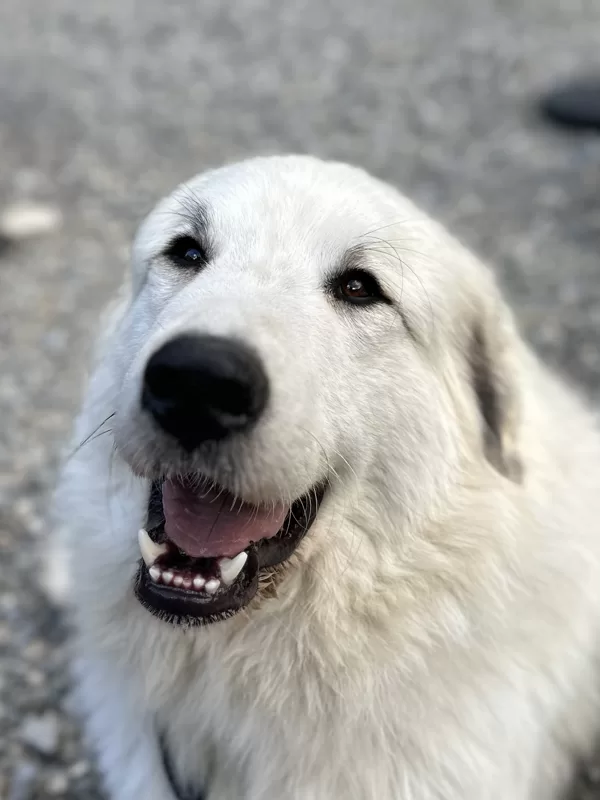 Stella
