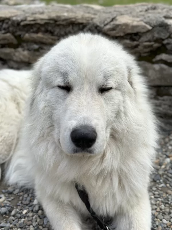 Míša